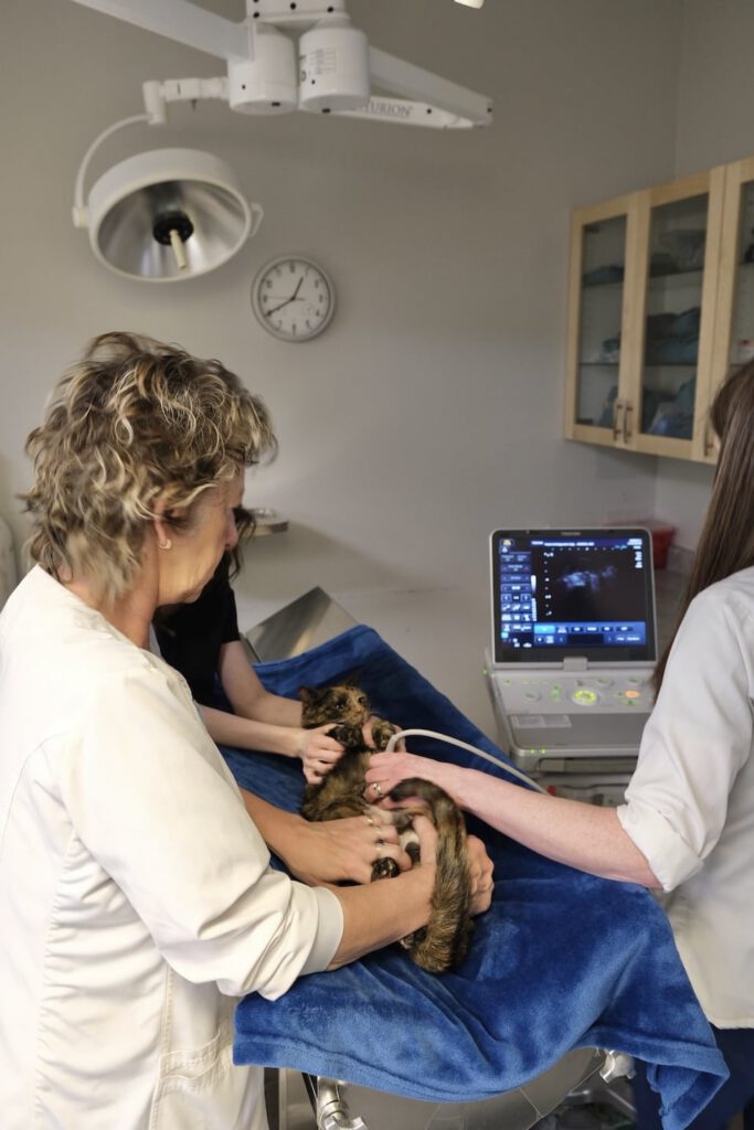 Action River Heights Animal Hospital 5