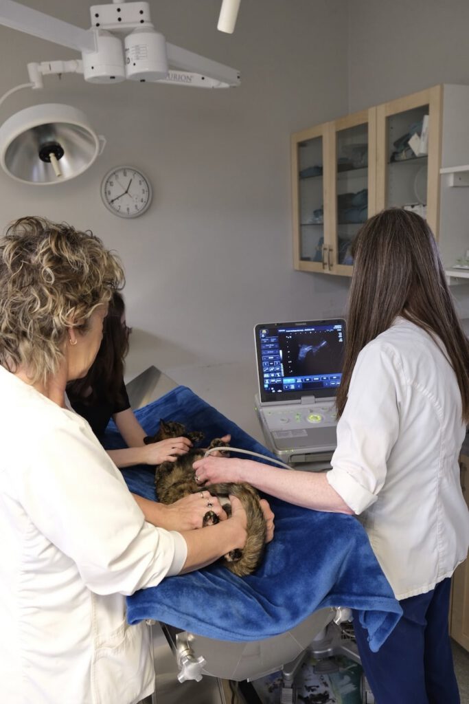 Action River Heights Animal Hospital 6