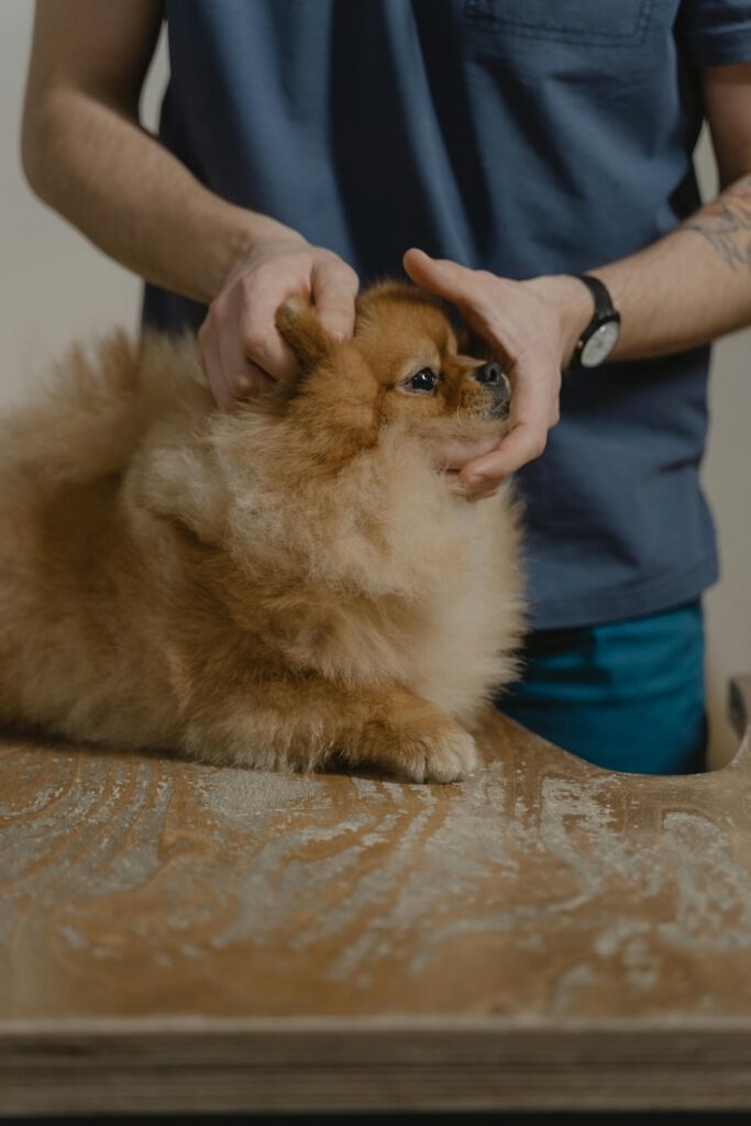 pexels tima miroshnichenko 6235227