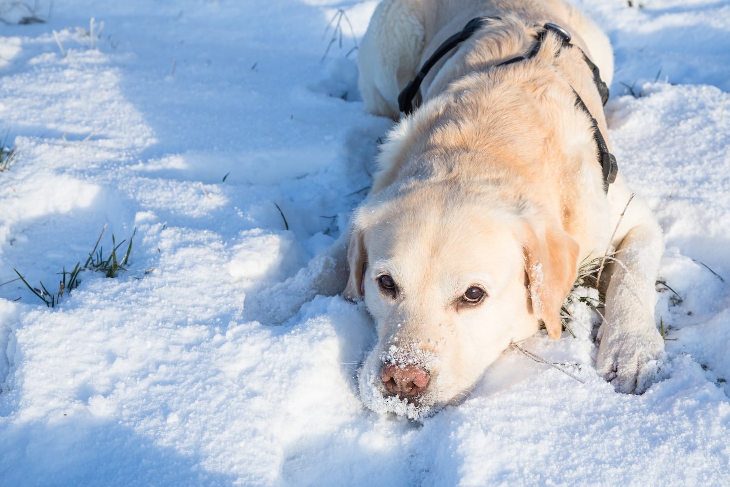 shutterstock 463979972